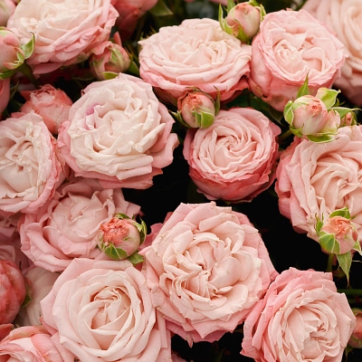 Монобукет из кустовой розы Madam Bombastic